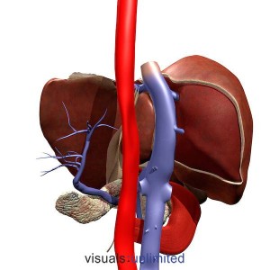 Liver and vessels Posterior view