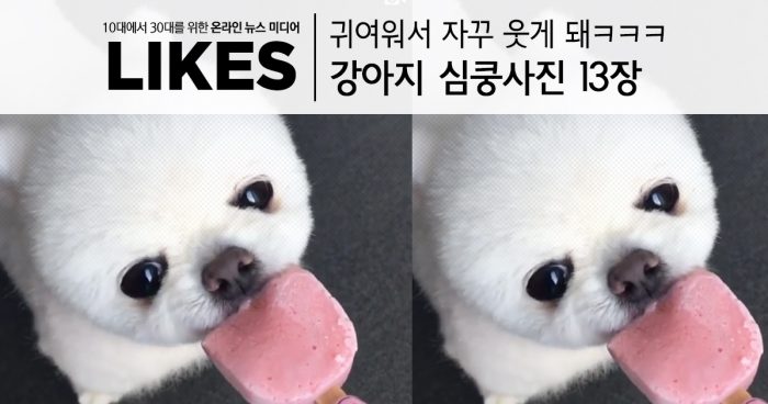 lovedog
