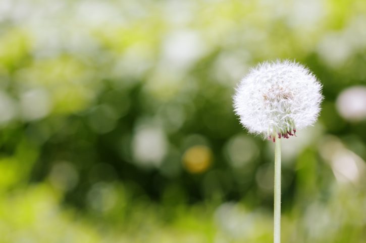 Dandelion on a green meadow background. Close-up photo with bokeh and natural colors